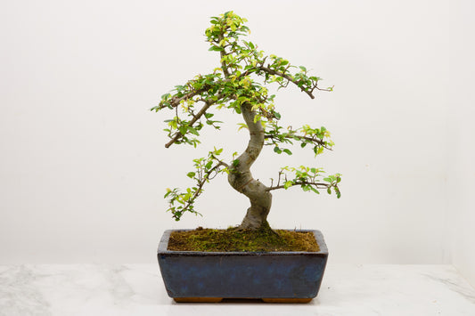 Chinese Elm Bonsai and Care Kit in 25cm Navy Ceramic Pot
