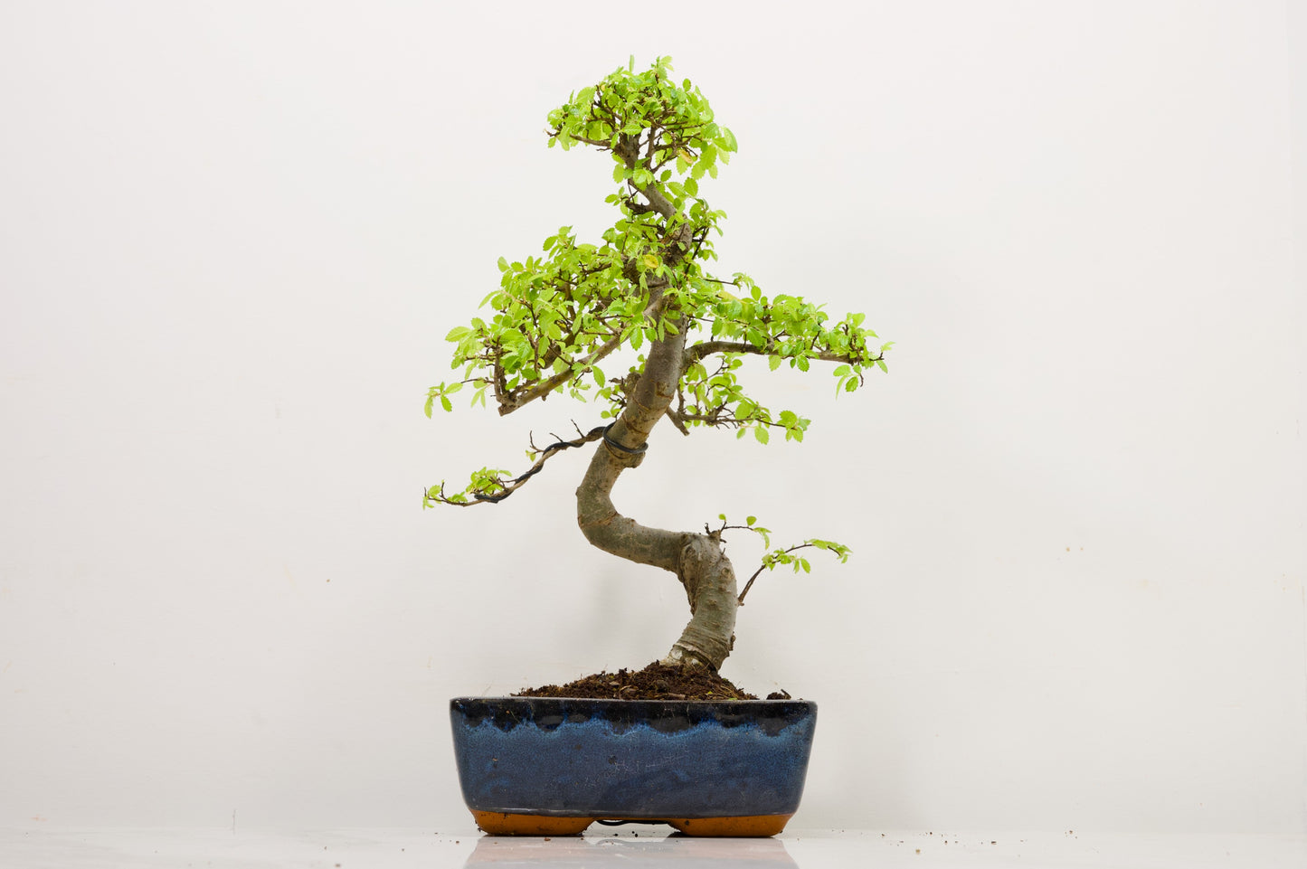 Chinese Elm Bonsai and Care Kit in 20cm Navy Ceramic Pot