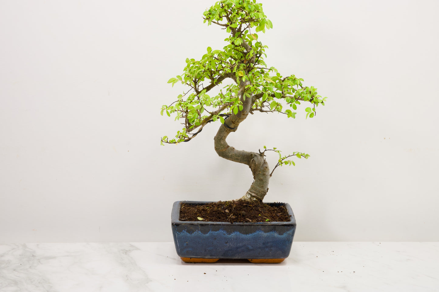 Chinese Elm Bonsai and Care Kit in 20cm Navy Ceramic Pot