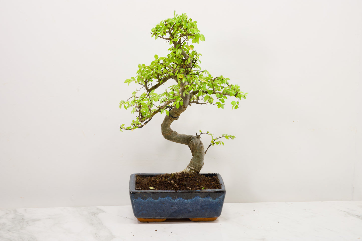 Chinese Elm Bonsai and Care Kit in 20cm Navy Ceramic Pot