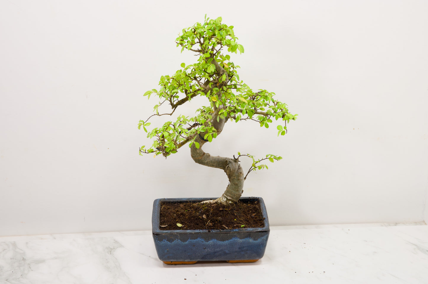 Chinese Elm Bonsai and Care Kit in 20cm Navy Ceramic Pot
