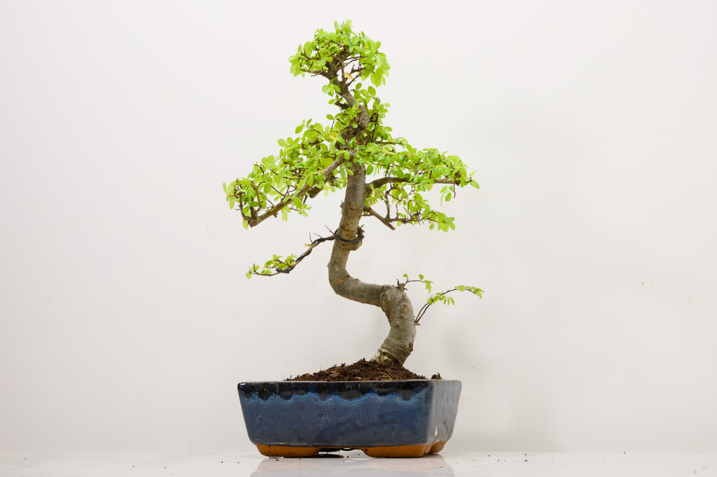 Chinese Elm Bonsai and Care Kit in 20cm Navy Ceramic Pot