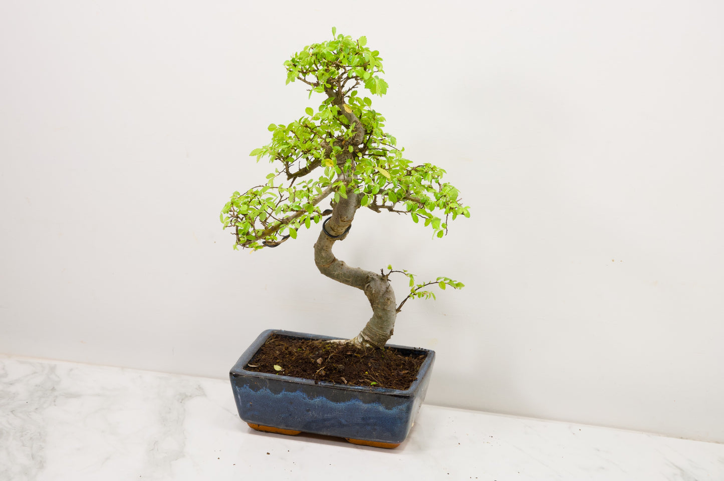 Chinese Elm Bonsai and Care Kit in 20cm Navy Ceramic Pot