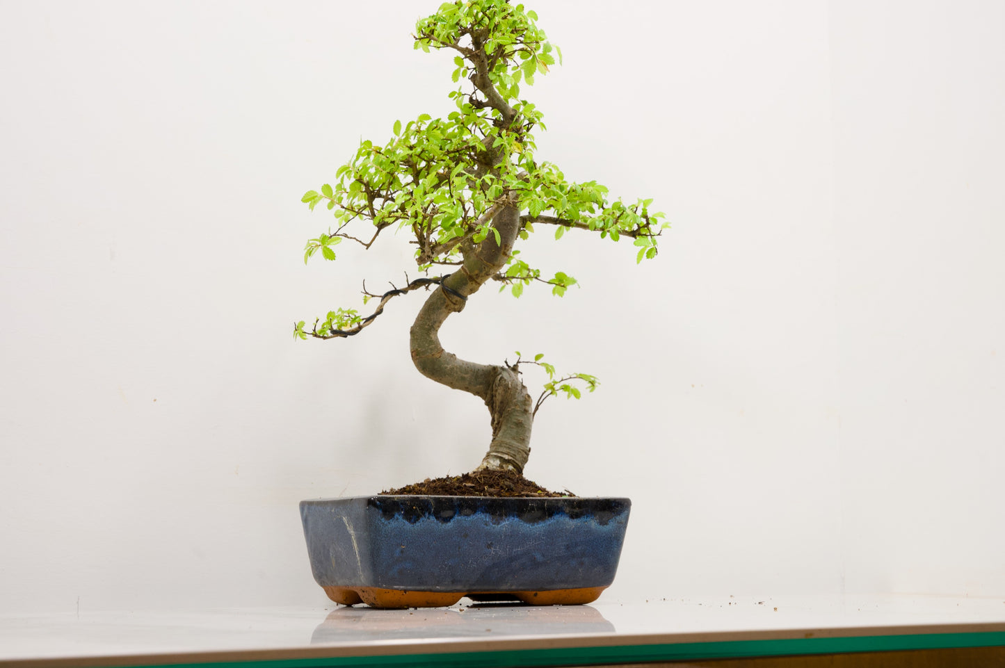 Chinese Elm Bonsai and Care Kit in 20cm Navy Ceramic Pot
