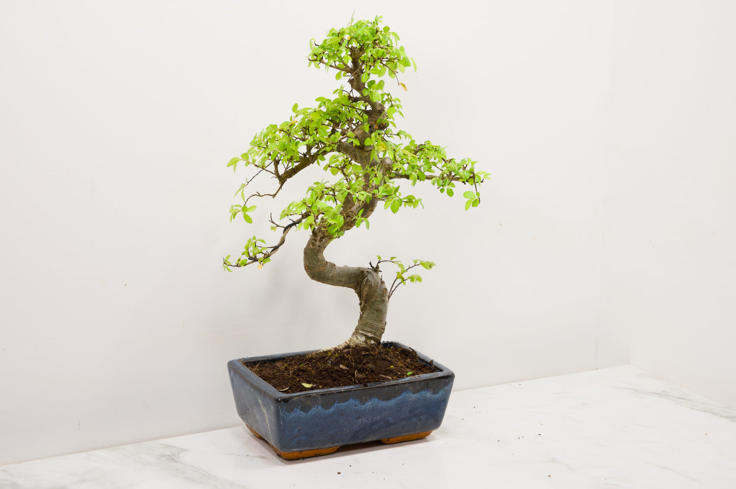 Chinese Elm Bonsai and Care Kit in 20cm Navy Ceramic Pot