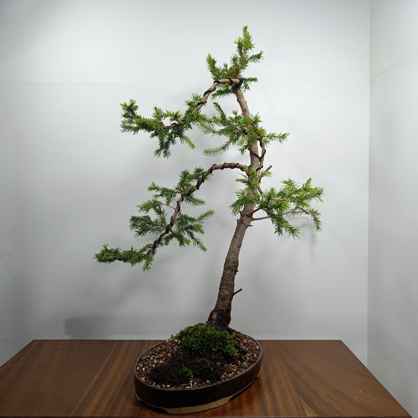 Spruce  Bonsai