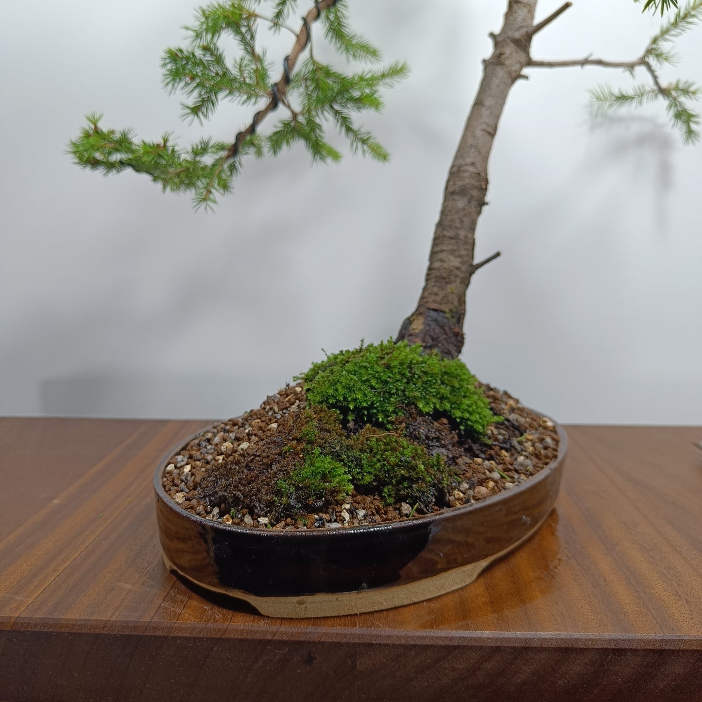 Spruce  Bonsai