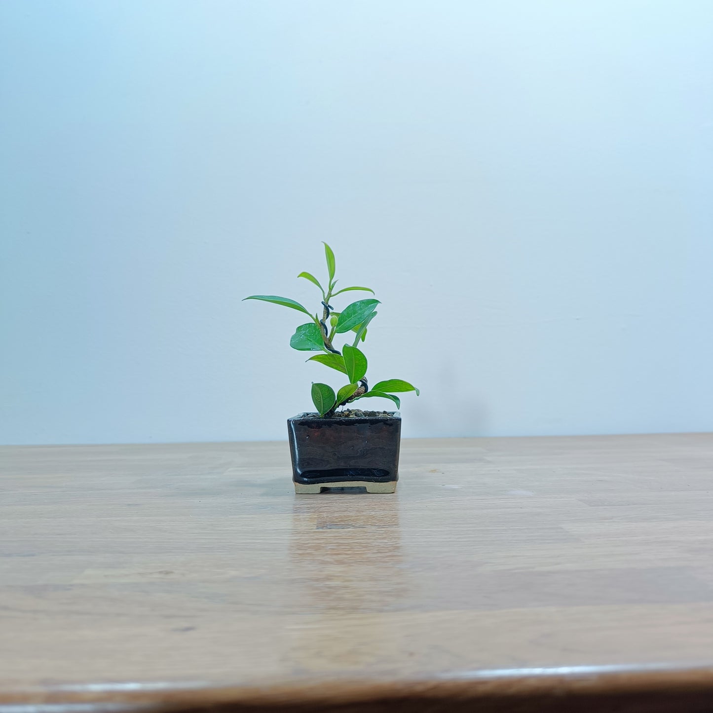 Ficus Bonsai Starter Tree