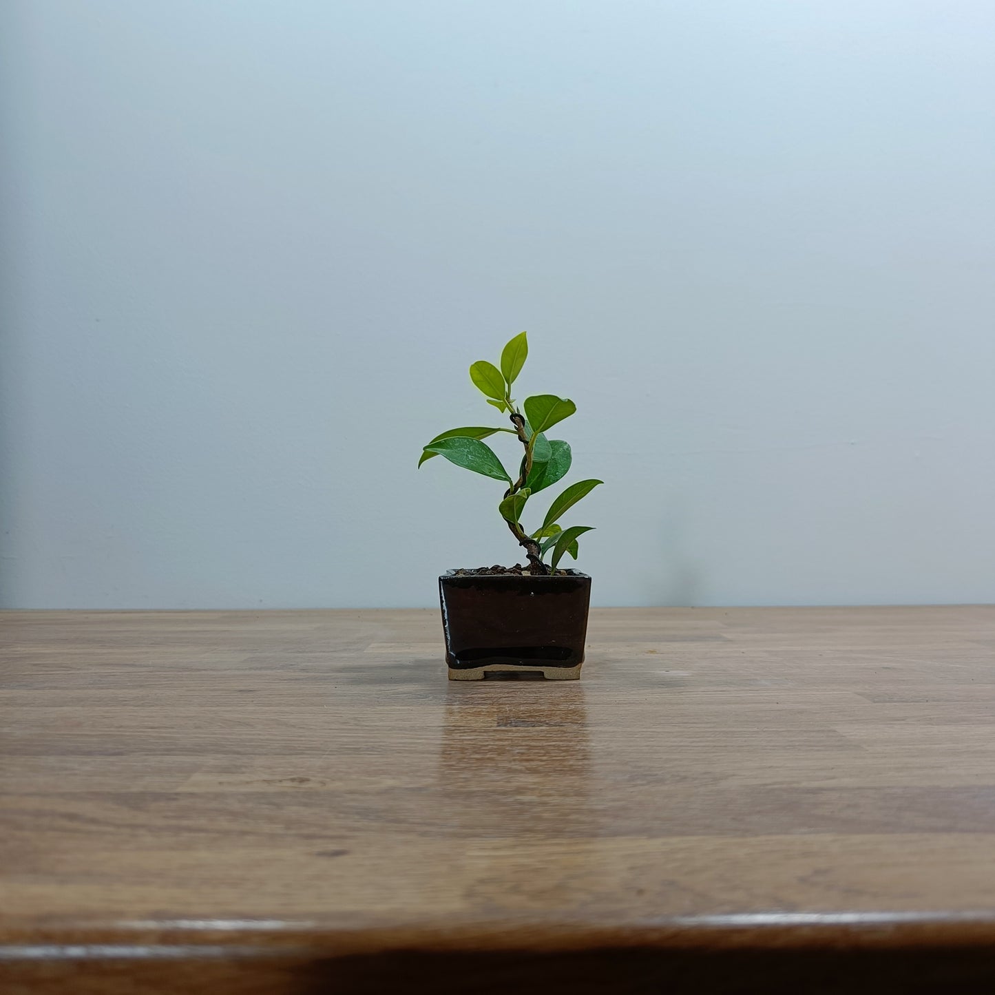Ficus Bonsai Starter Tree