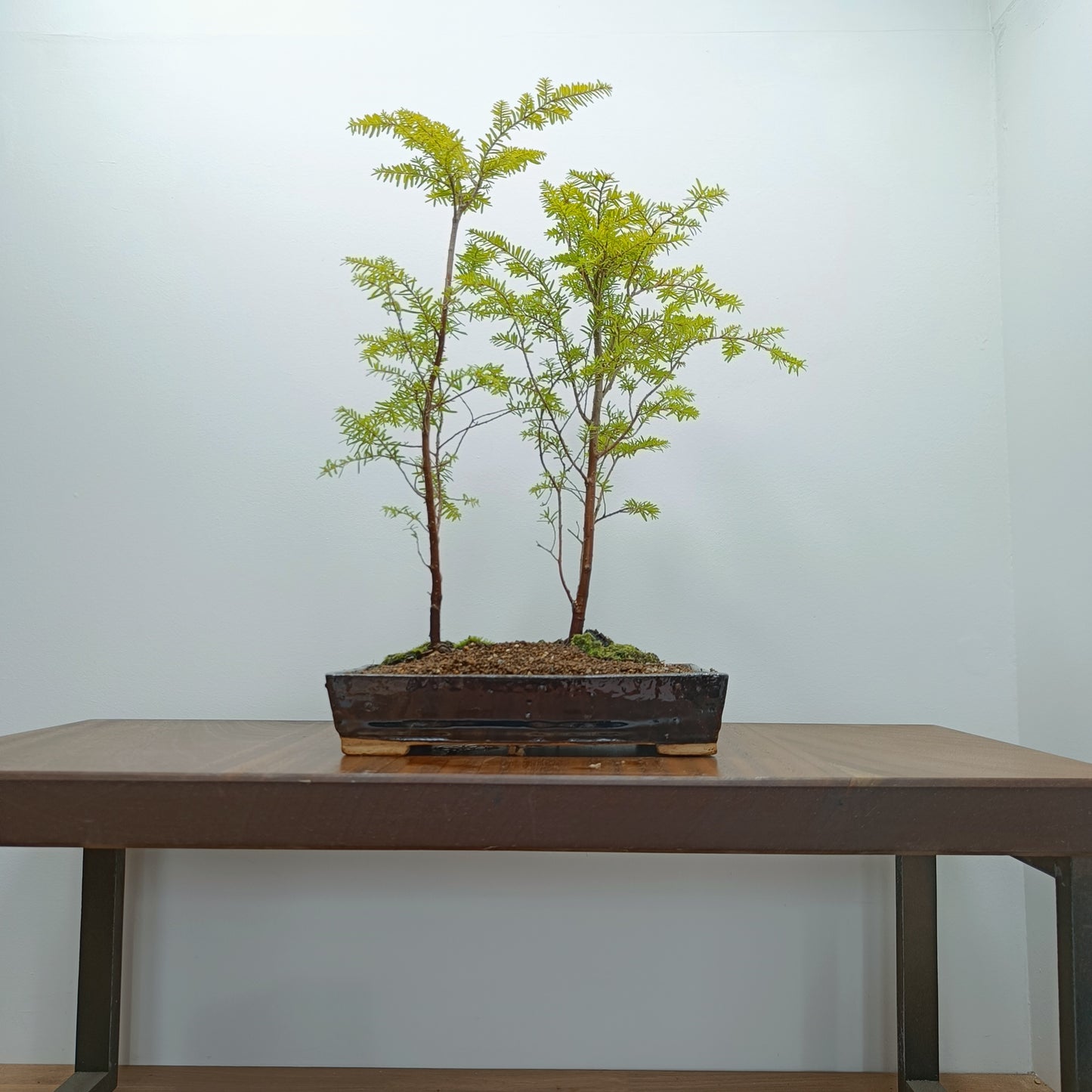 Eastern Hemlock Bonsai - 2 Tree Planting