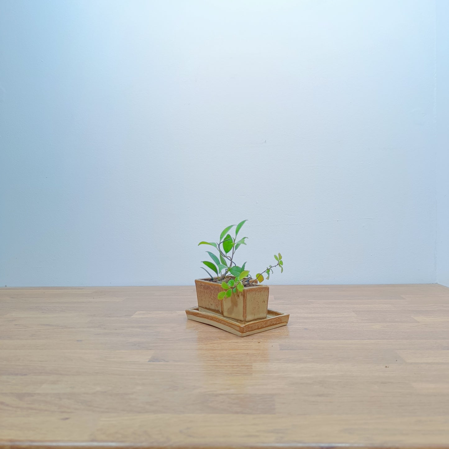 Indoor Collection - Bonsai Starter Set