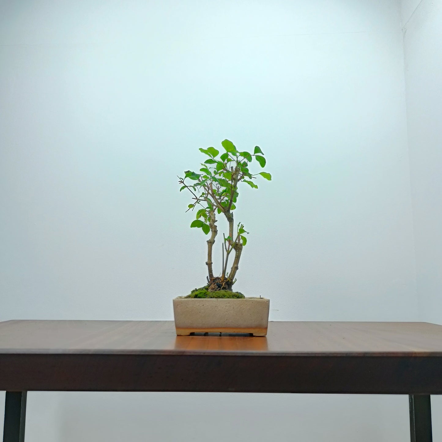 Mandarin  Bonsai