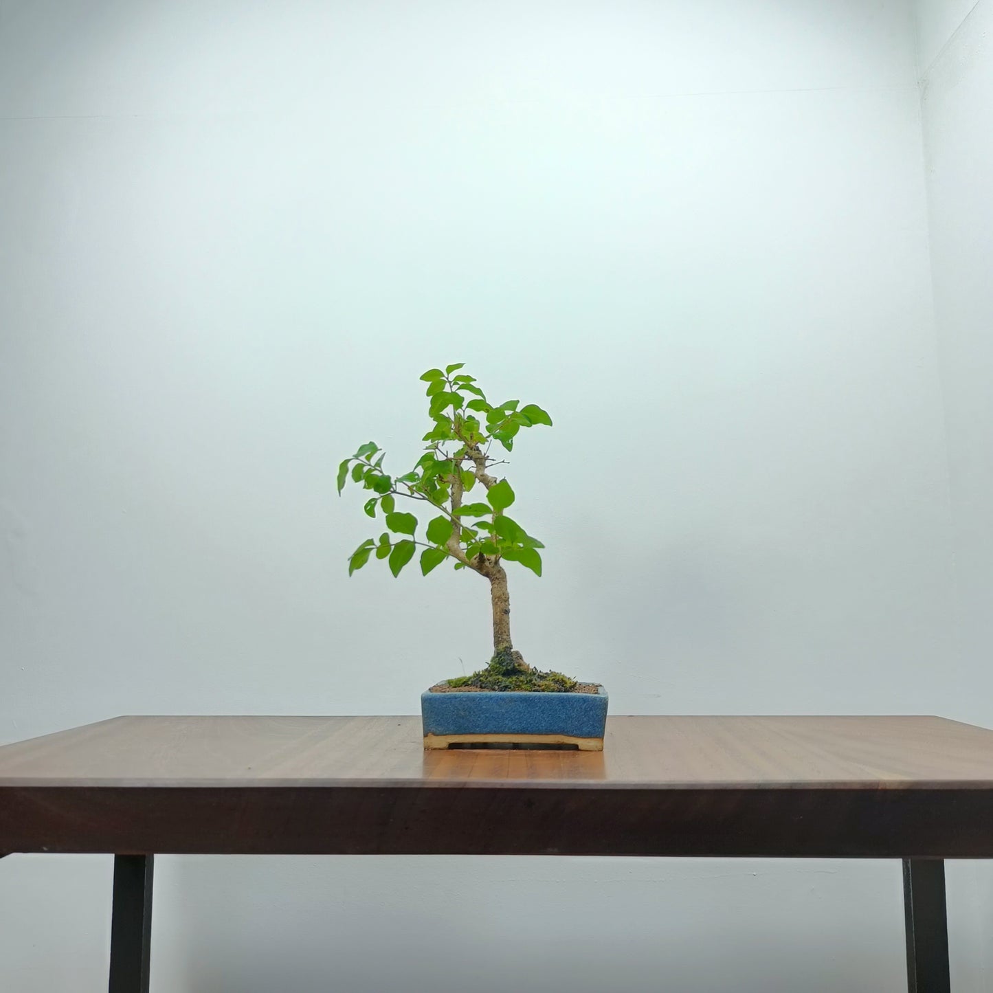 Mandarin  Bonsai