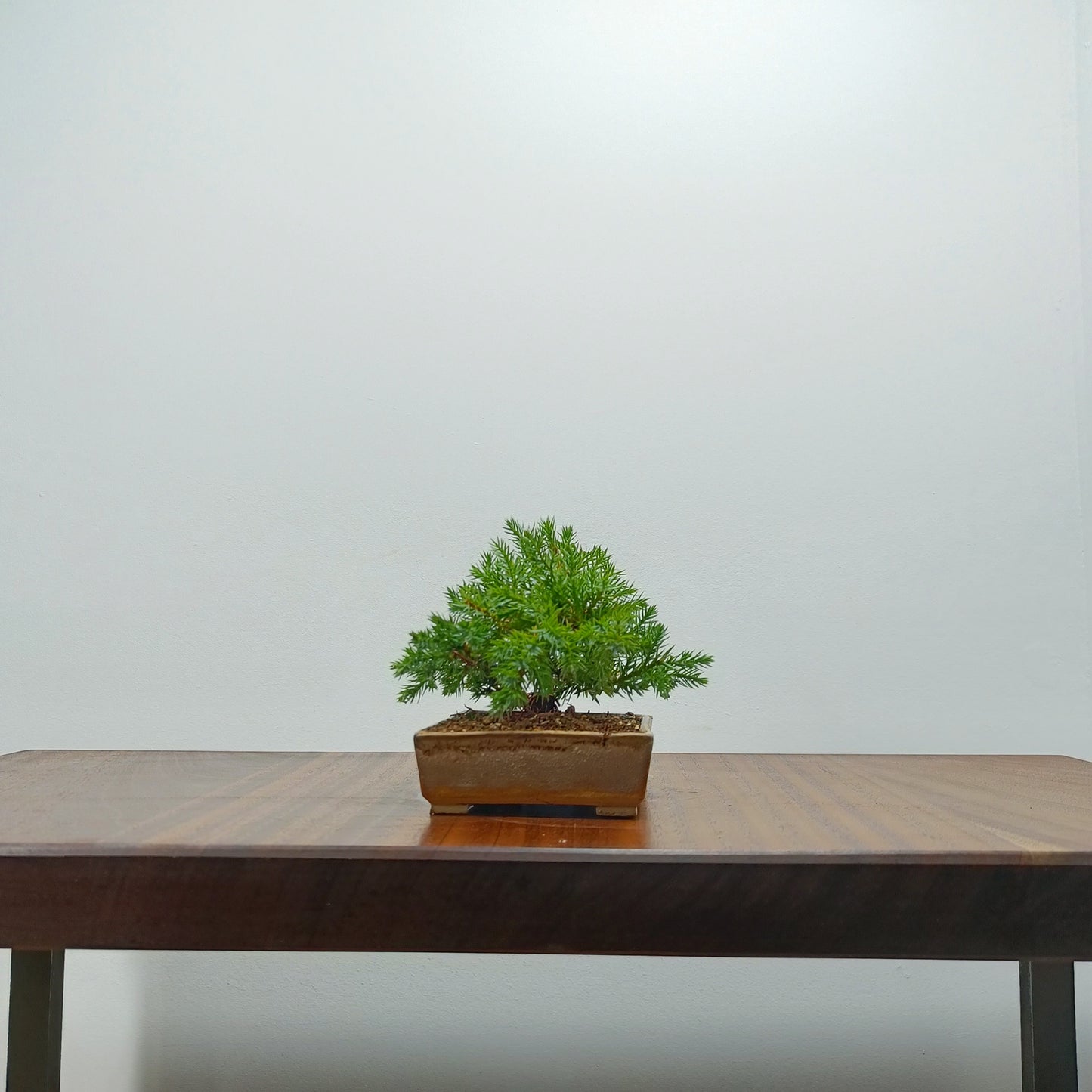 Juniper Bonsai