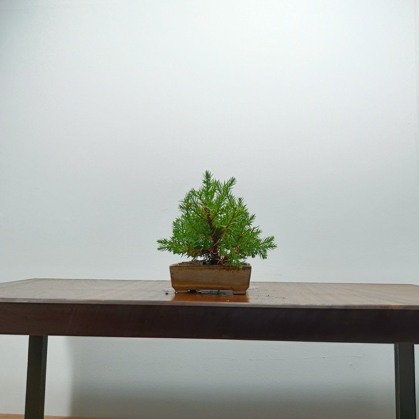 Juniper Bonsai