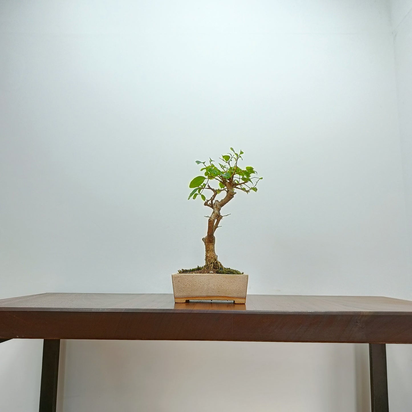 Mandarin  Bonsai