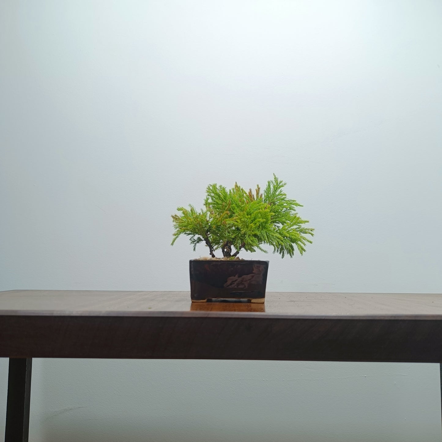 Juniper Bonsai