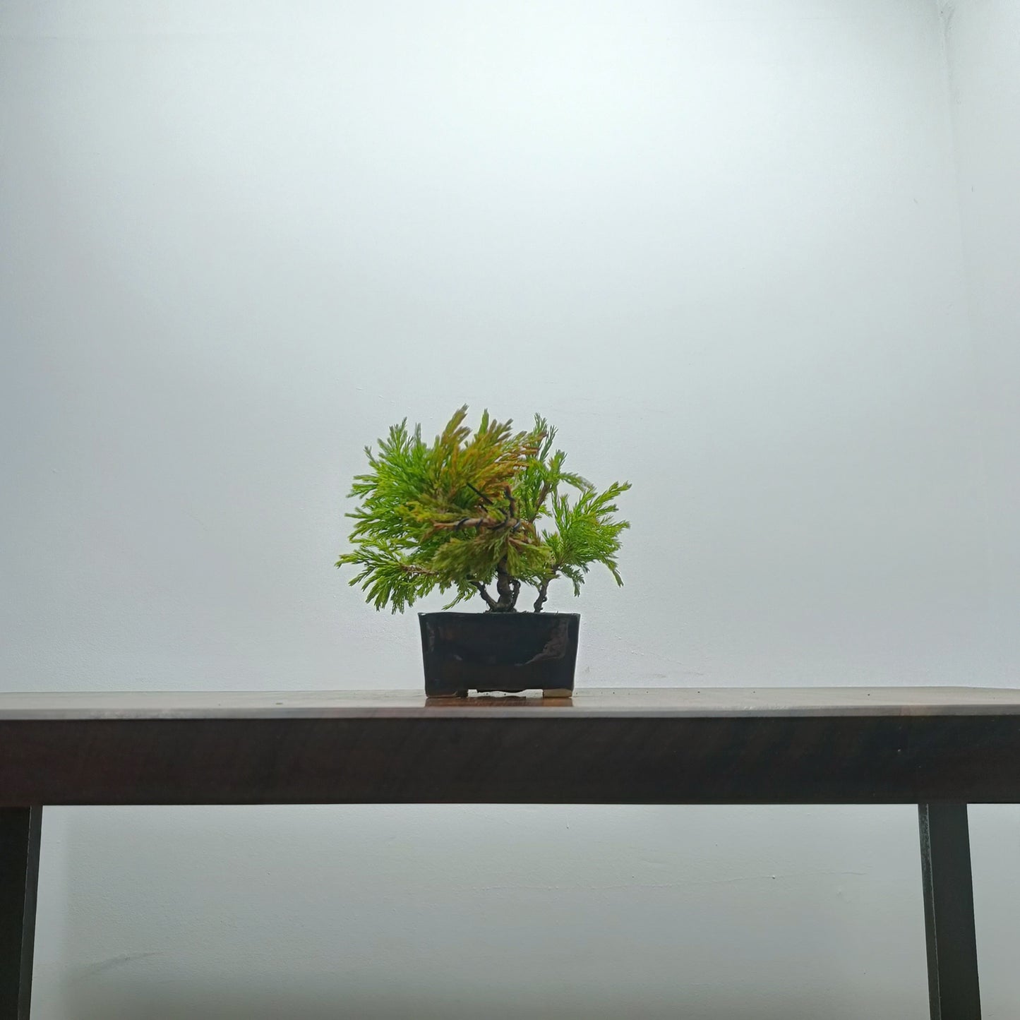Juniper Bonsai