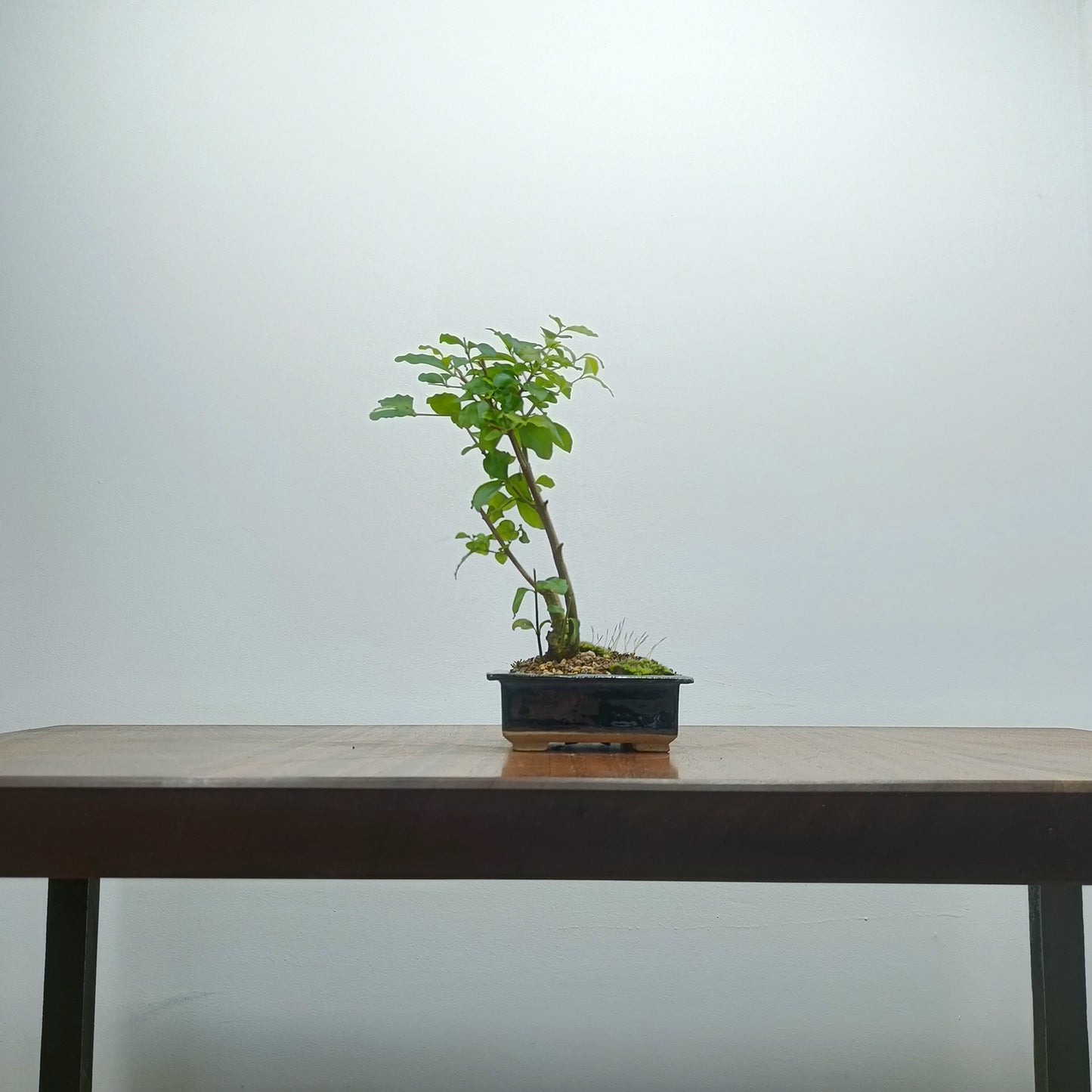 Mandarin  Bonsai