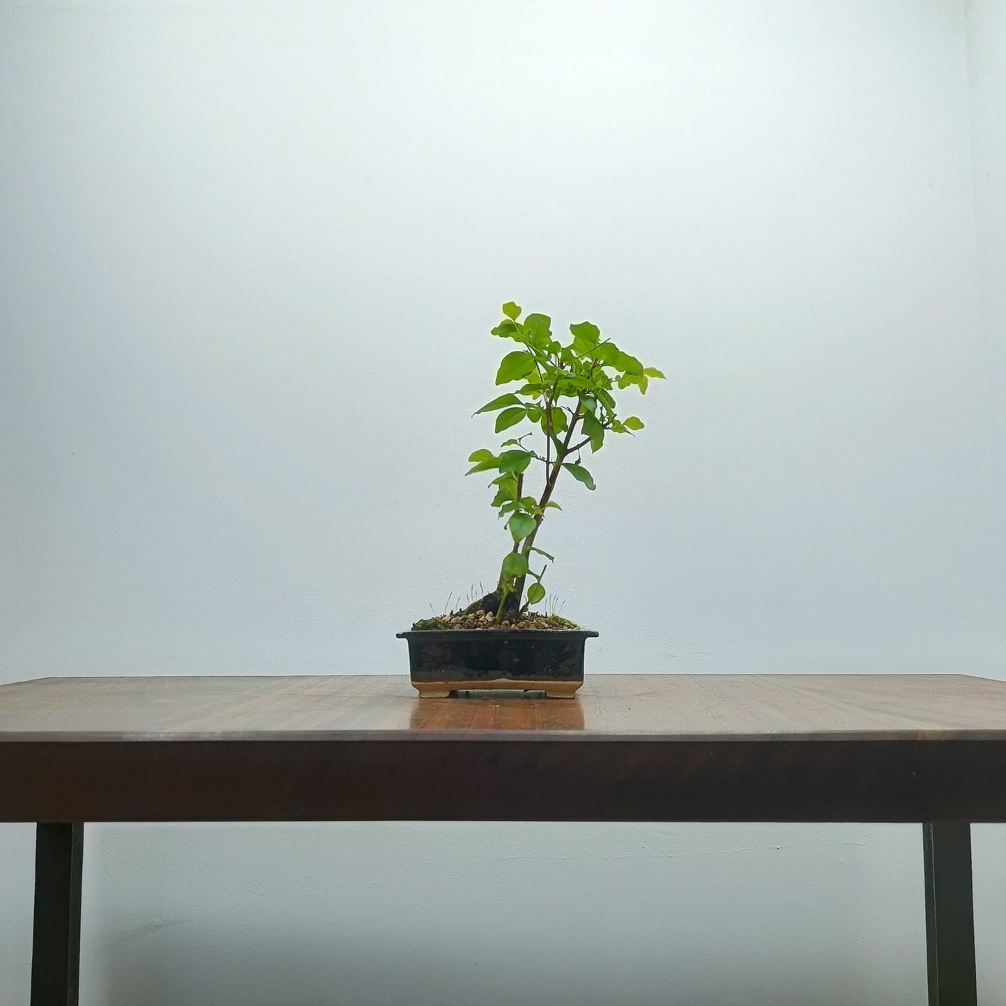 Mandarin  Bonsai