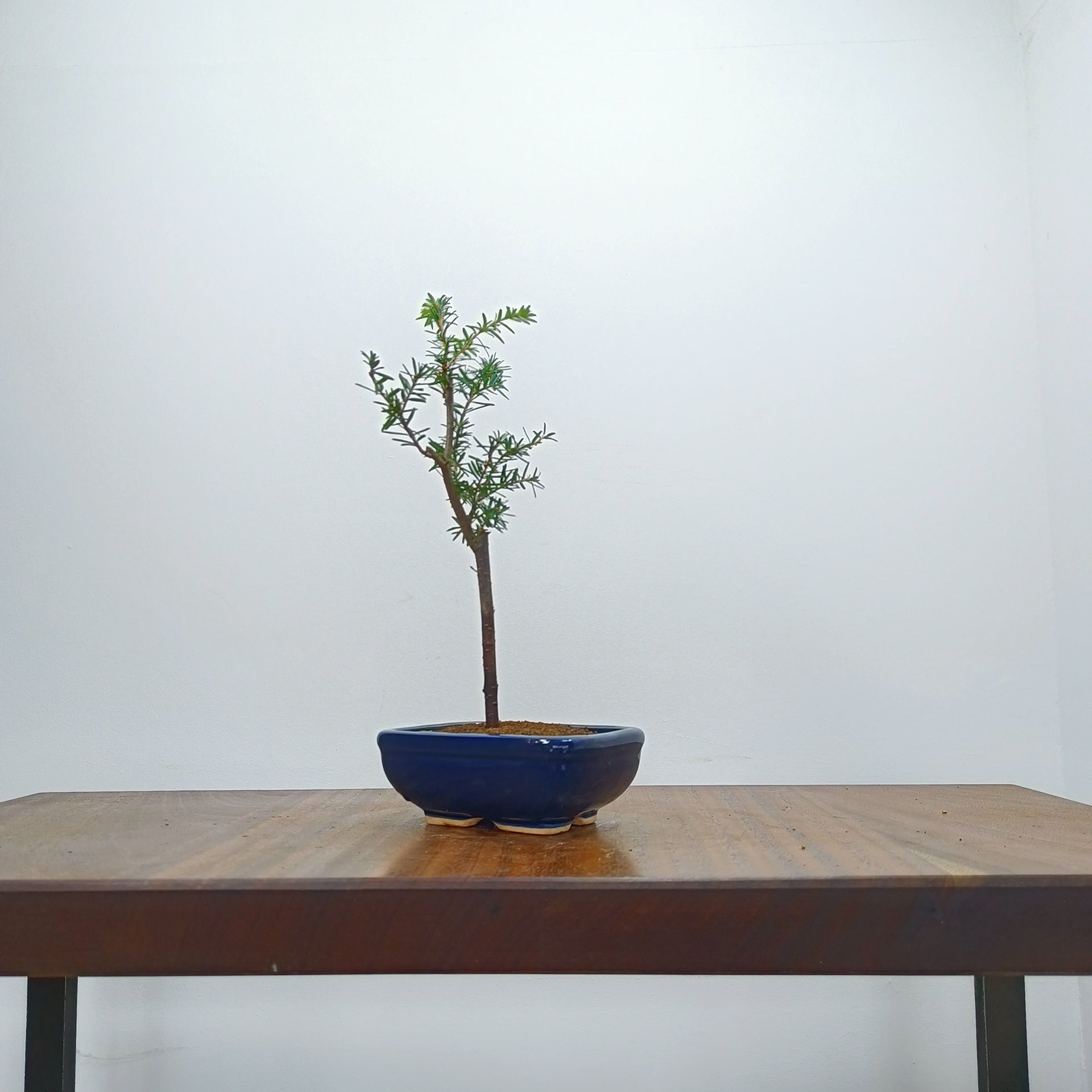 Eastern Hemlock Bonsai – Zero Bonsai