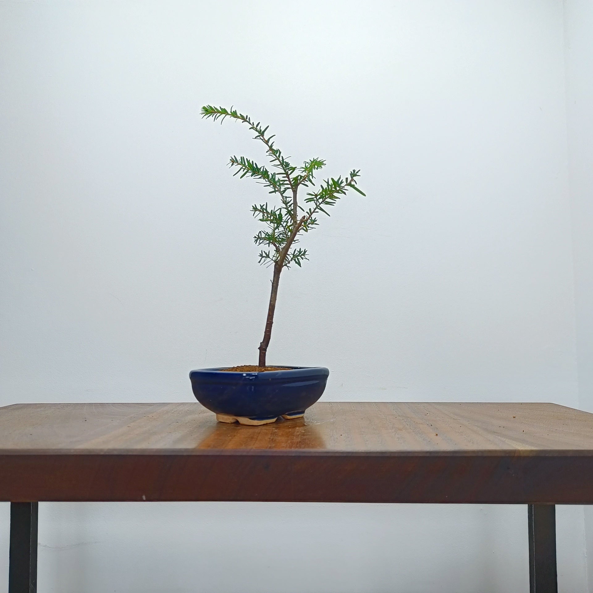 Eastern Hemlock Bonsai – Zero Bonsai