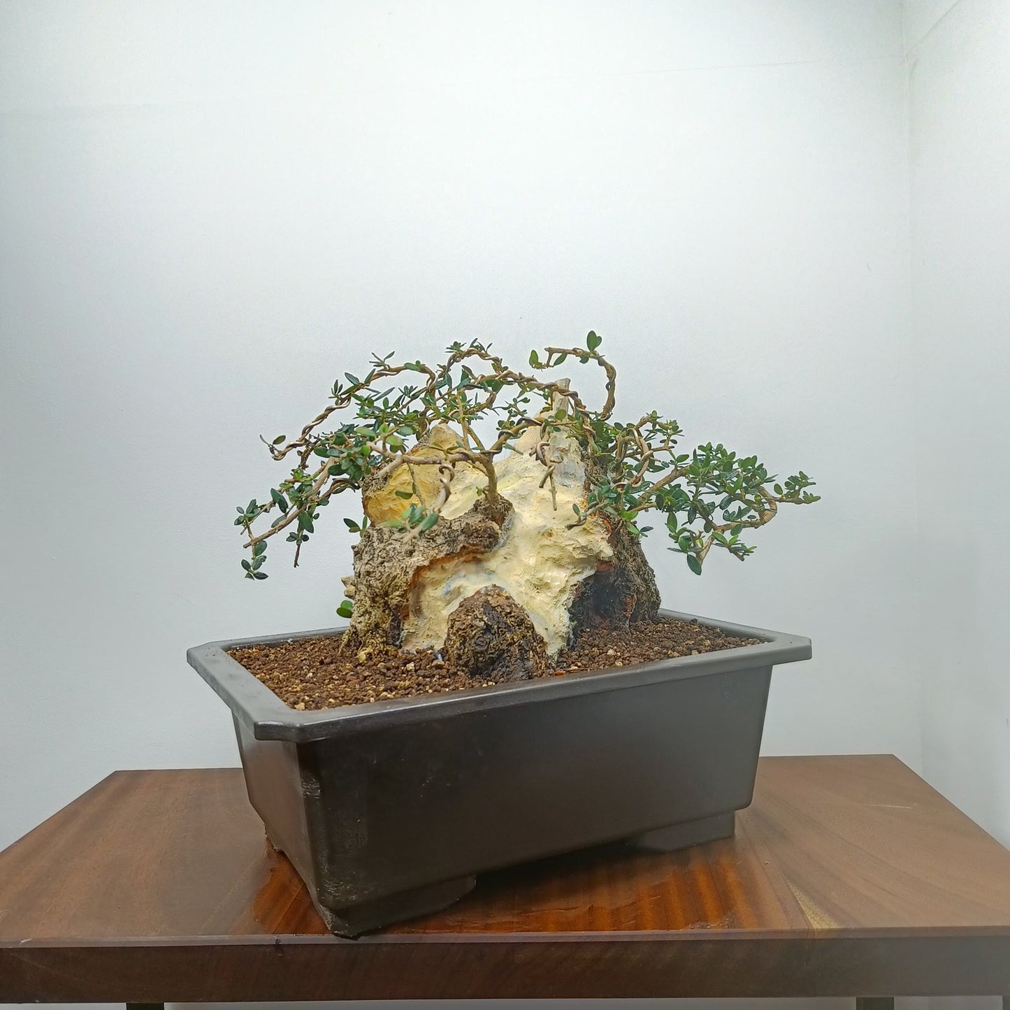 Olive  Bonsai