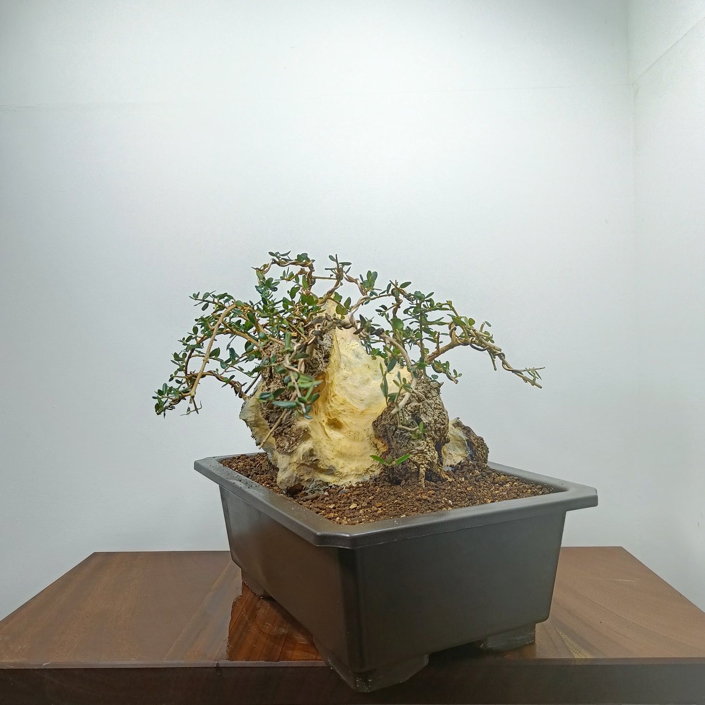 Olive  Bonsai