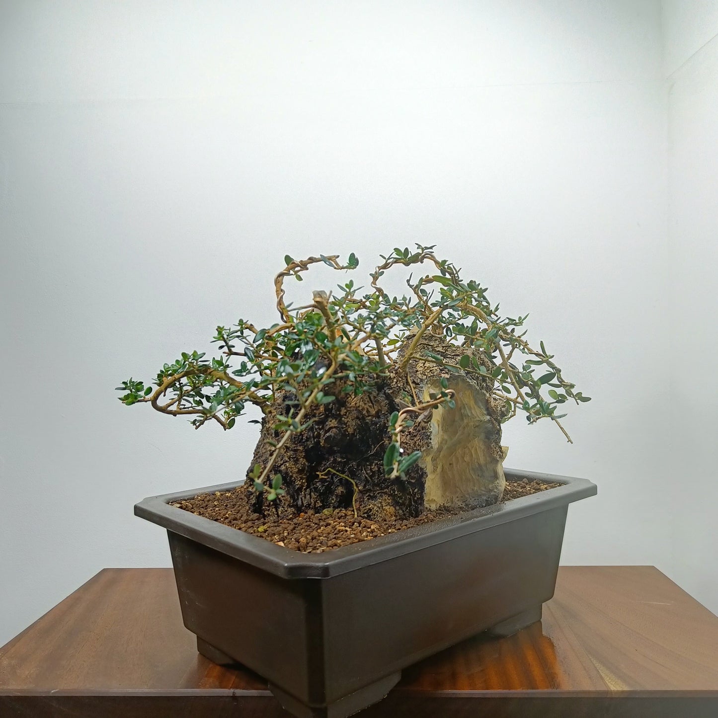 Olive  Bonsai