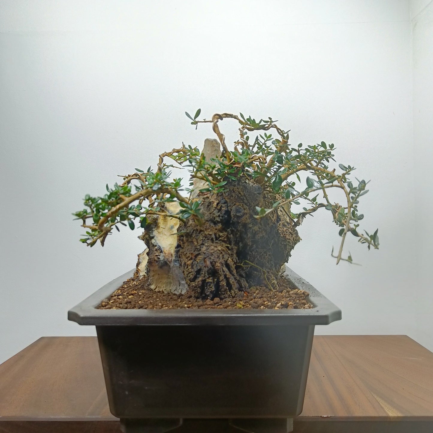 Olive  Bonsai