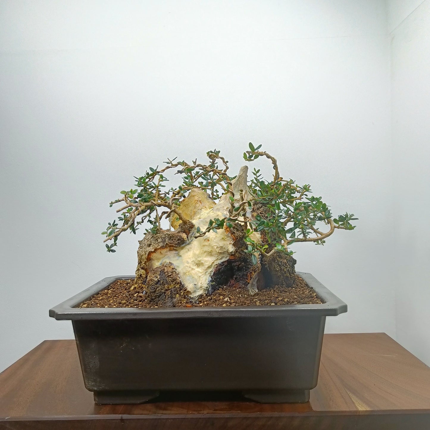 Olive  Bonsai