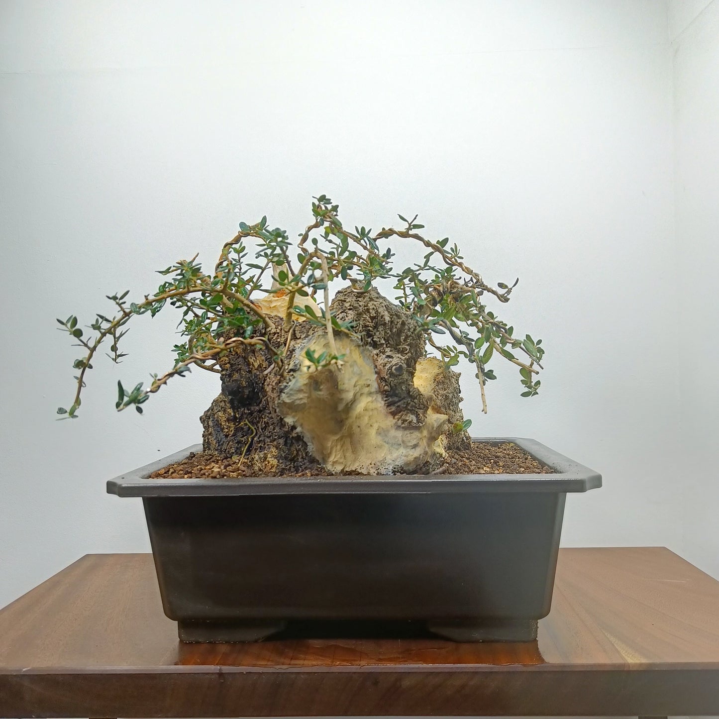 Olive  Bonsai