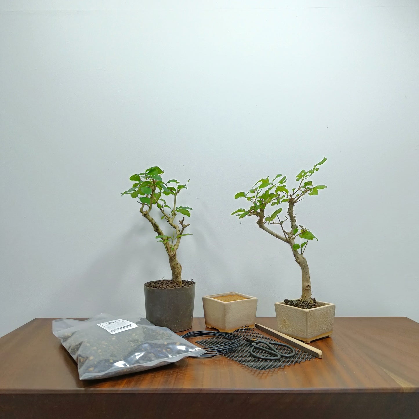 Bonsai Starter Bundle - Signature