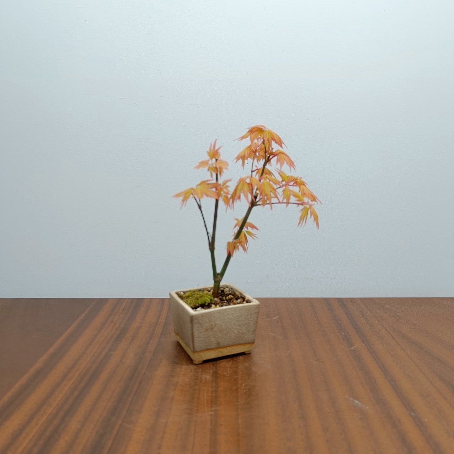 Bonsai Starter Bundle - Japanese Maple