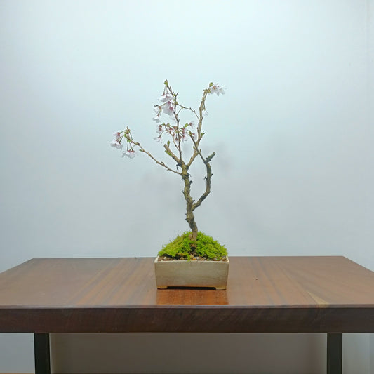 Prunus Bonsai - Fuji Cherry