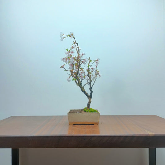 Prunus Bonsai - Fuji Cherry