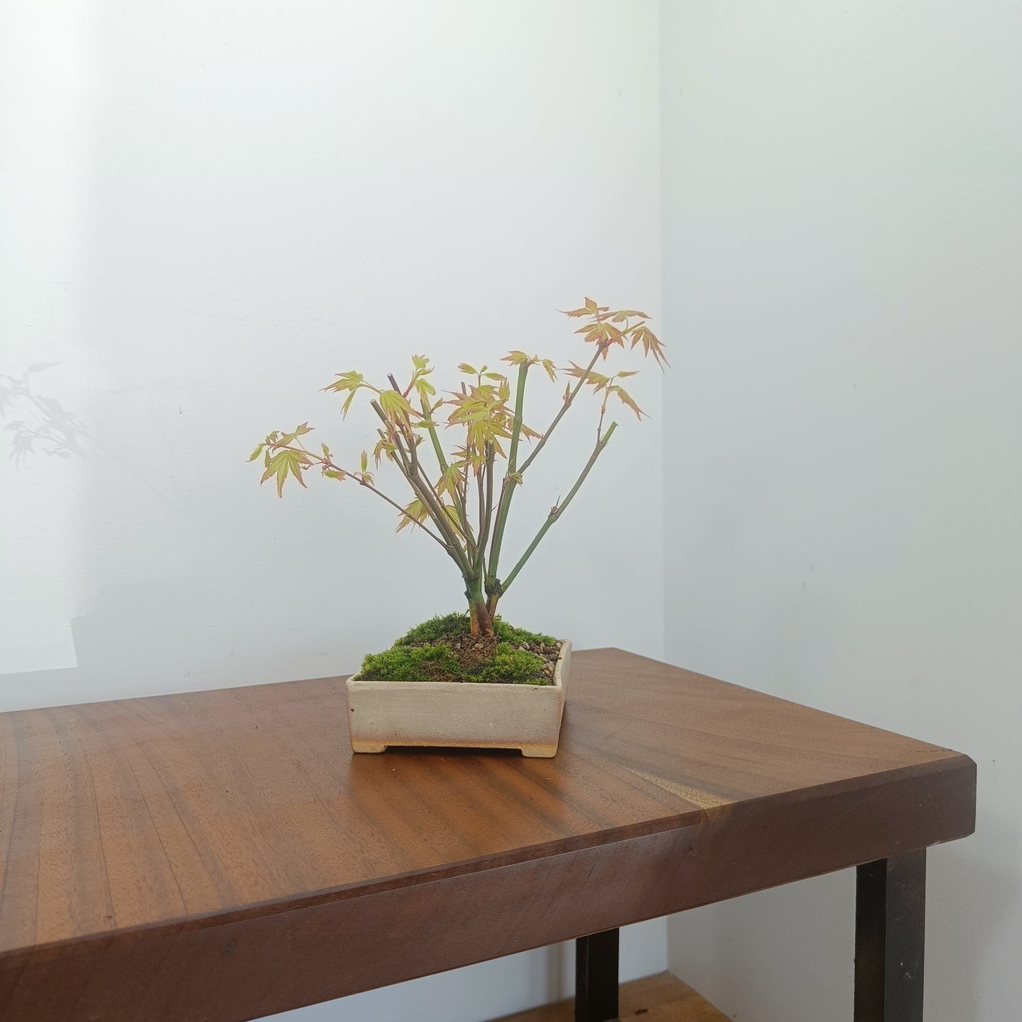 Japanese Maple 'Kabudachi style' Bonsai