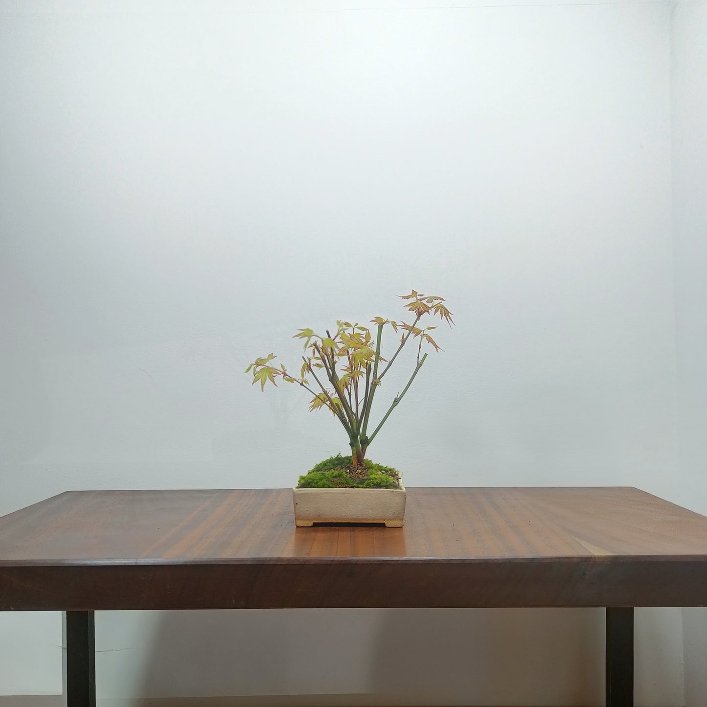 Japanese Maple 'Kabudachi style' Bonsai