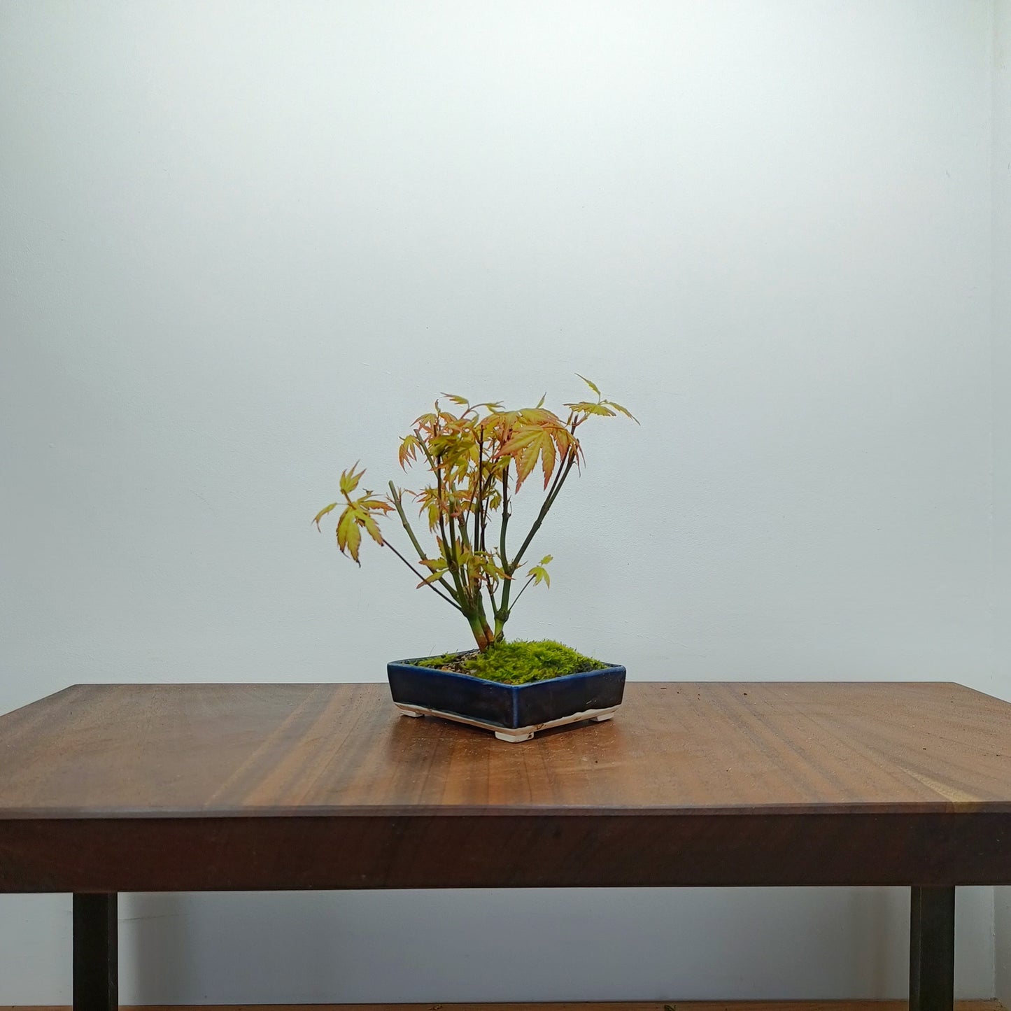 Japanese Maple 'Kabudachi style' Bonsai