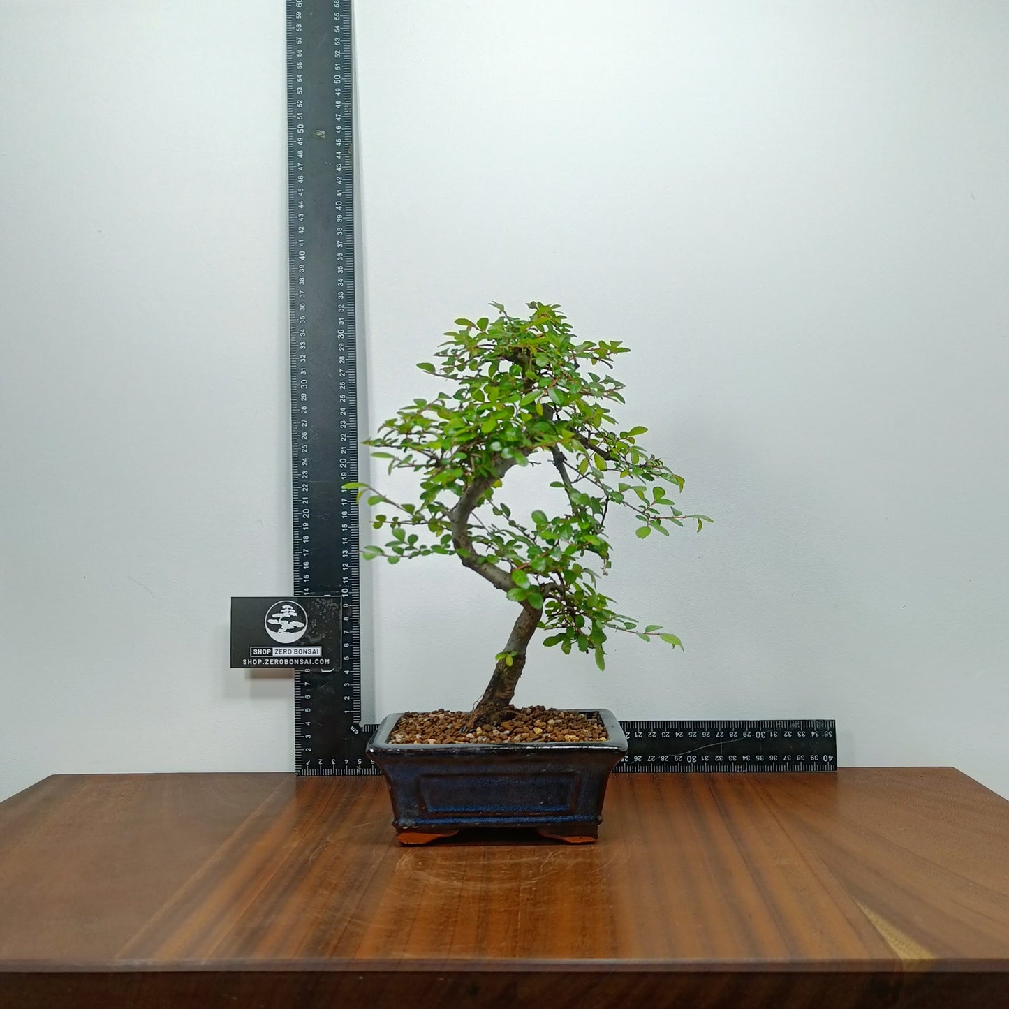 Chinese Elm Bonsai + Full Care Kit in a 15cm Navy Ceramic Pot