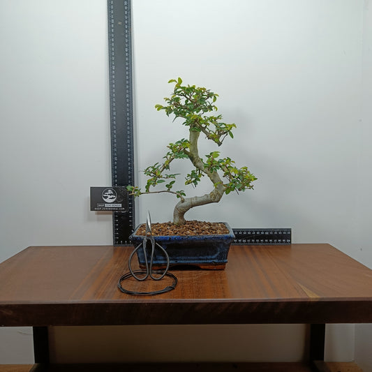 Chinese Elm Bonsai, Scissor/Wire  OFFER in 18cm Navy Ceramic Pot