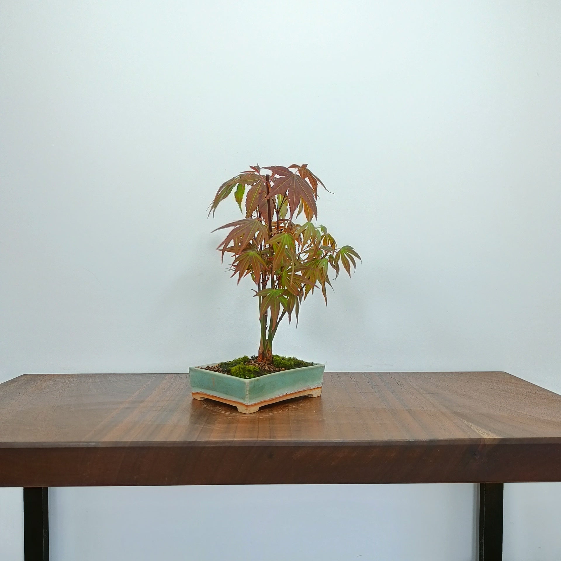 Japanese Maple 'Kabudachi style' Bonsai – Zero Bonsai