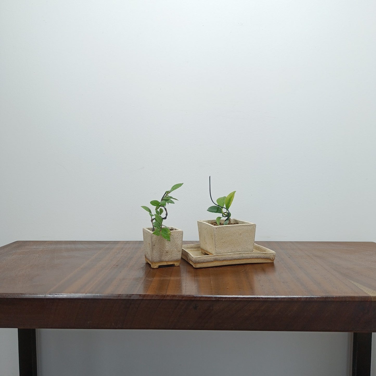 Indoor Collection - Bonsai Starter Set
