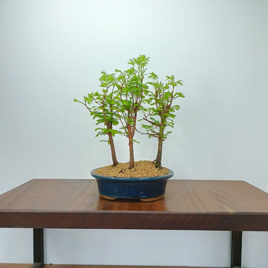 Dawn Redwood Bonsai 3 Tree Group - 22cm Ceramic Oval Dish