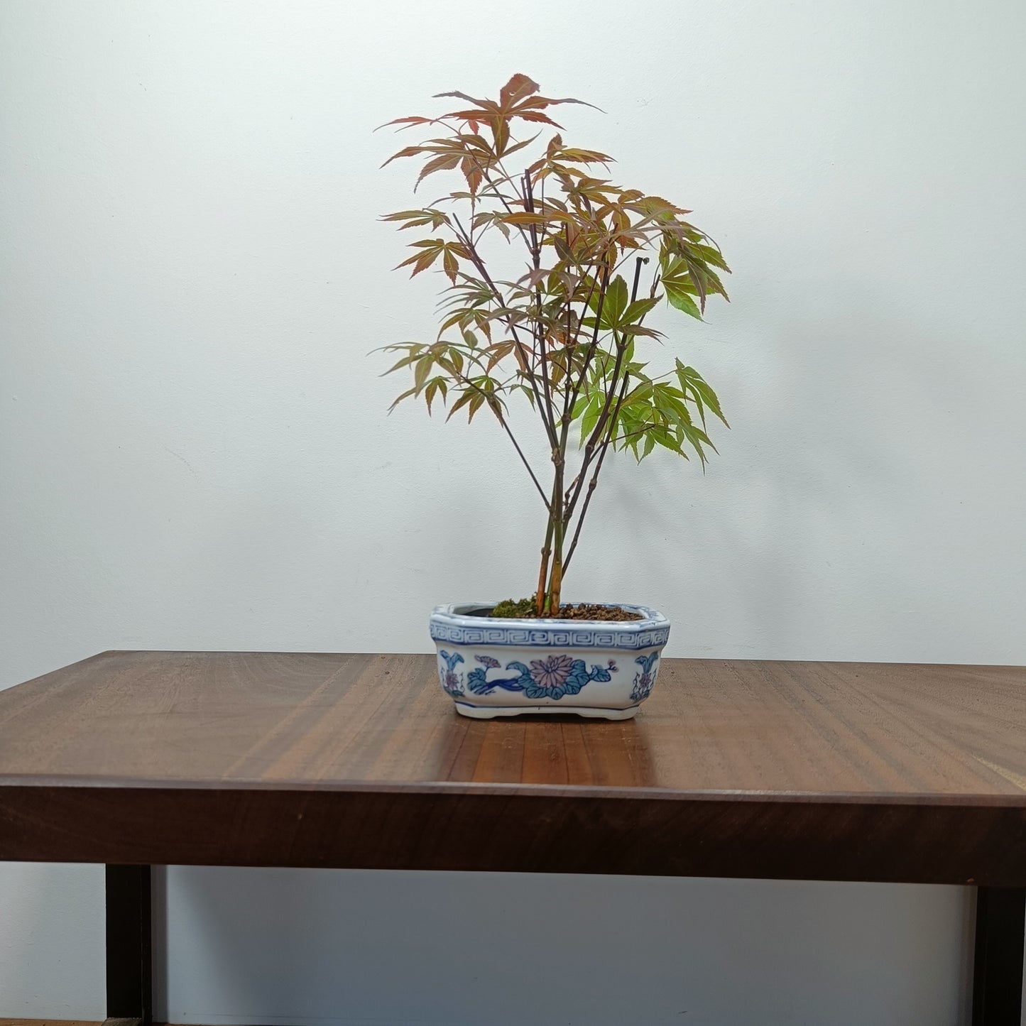Japanese Maple Bonsai
