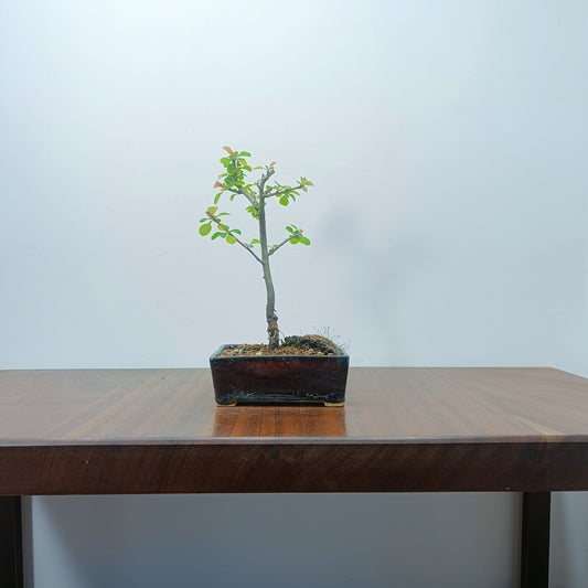 Quince Bonsai Starter Tree