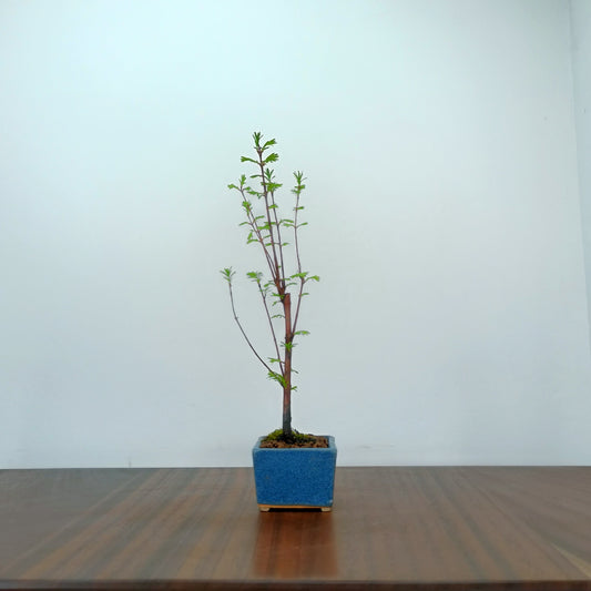 Dawn Redwood Bonsai Starter Tree