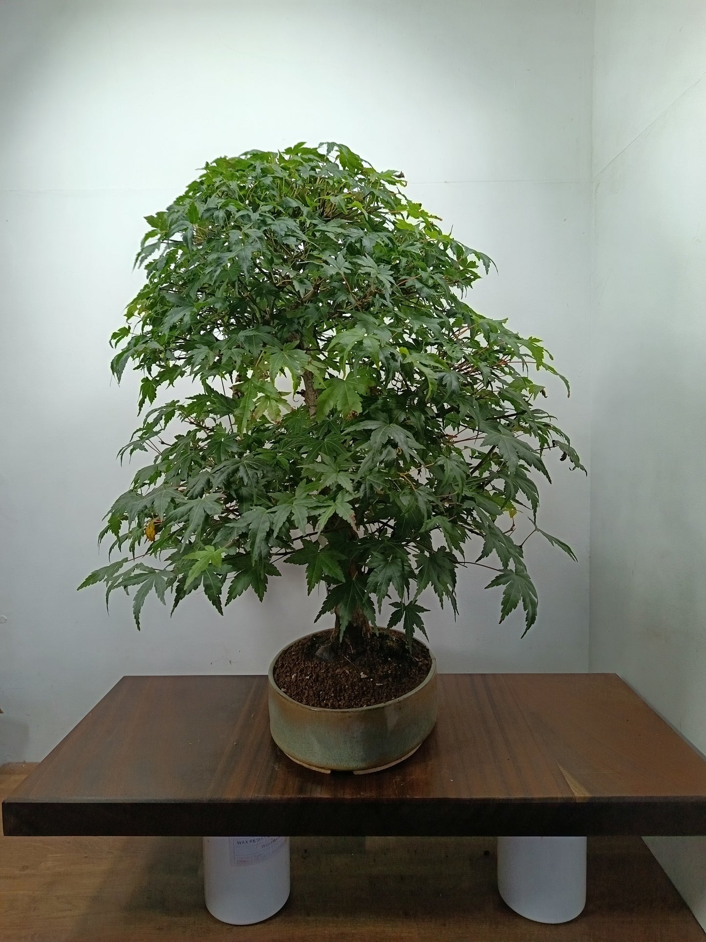 Japanese Mountain Maple Bonsai