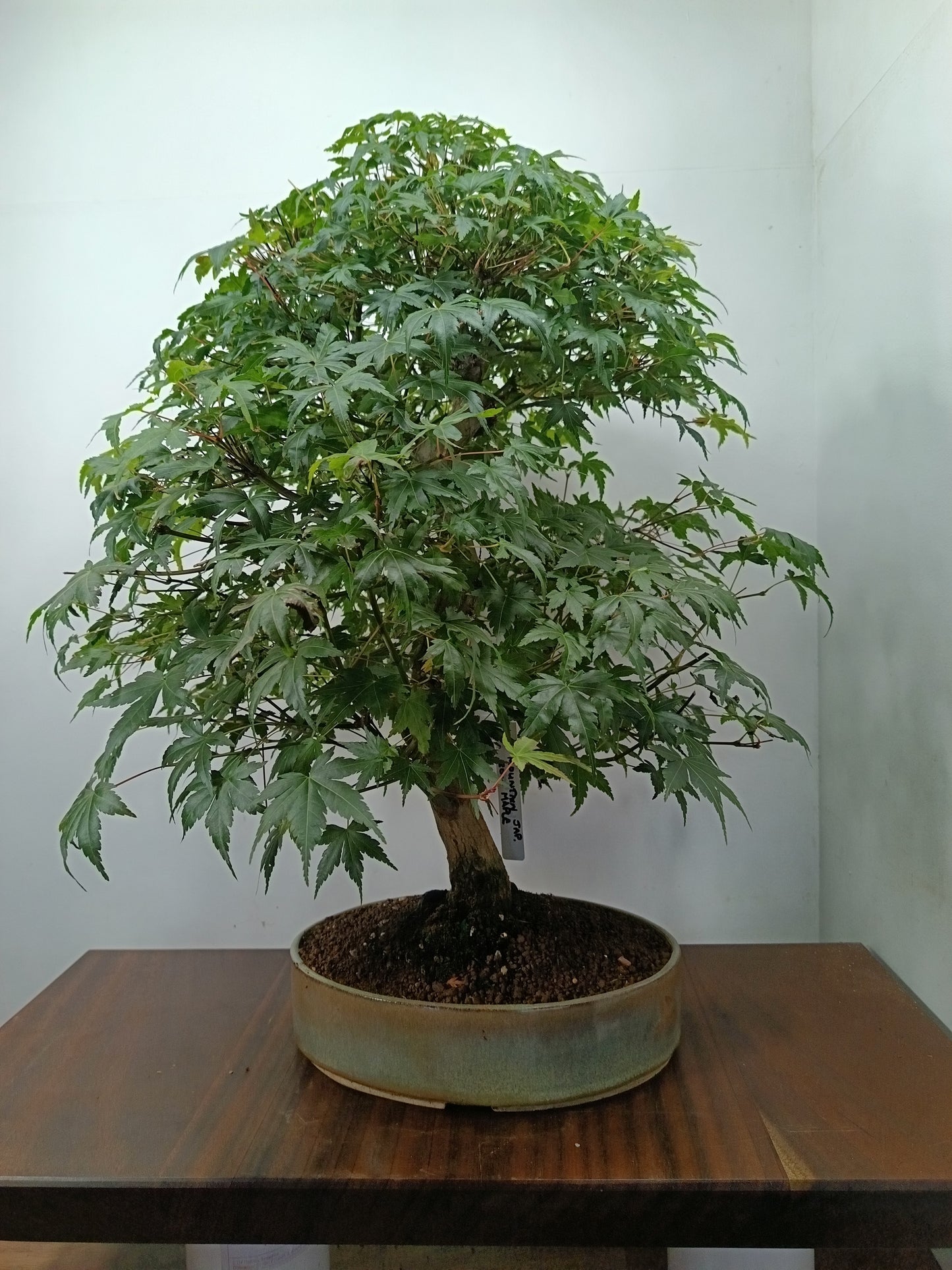 Japanese Mountain Maple Bonsai