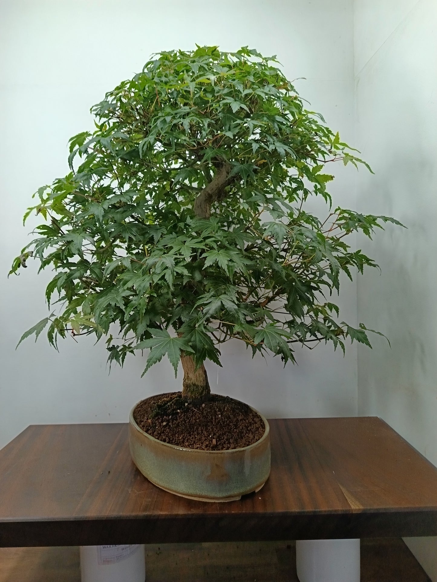 Japanese Mountain Maple Bonsai